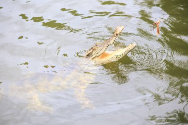 closeup timsah jaws sakinleştirmek su birikintisi su üstünde yiyecek çiftlik Park hayvancılık üzerinde yakalamaya çalışın