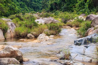 küçük sığ dağ nehir kahverengi taş tropikal orman içinde arasında
