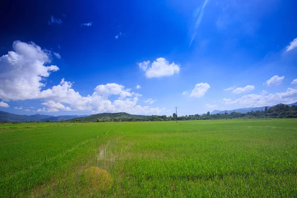 sonsuz yeşil pirinç alan mavi gökyüzü beyaz cumulus bulutları ile karşı