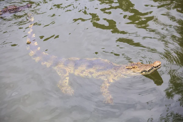 Крупный План Крупных Крокодилов Плавает Прозрачной Рябью Воды Пруда Племенной — стоковое фото