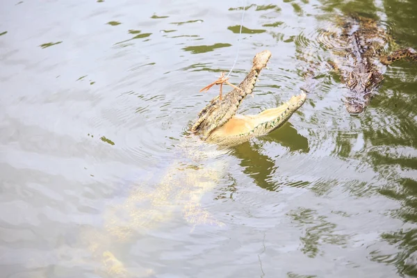 Vértes Krokodil Állkapcsok Hullámzott Víz Felett Elkapni Rúd Állattenyésztő Tourist — Stock Fotó