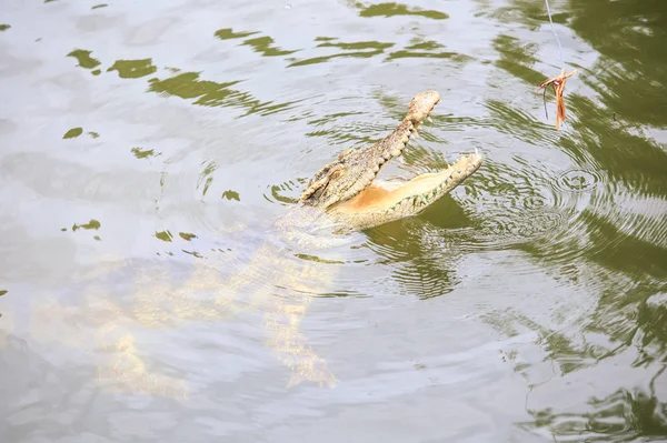 closeup timsah jaws sakinleştirmek su birikintisi su üstünde yiyecek çiftlik Park hayvancılık üzerinde yakalamaya çalışın