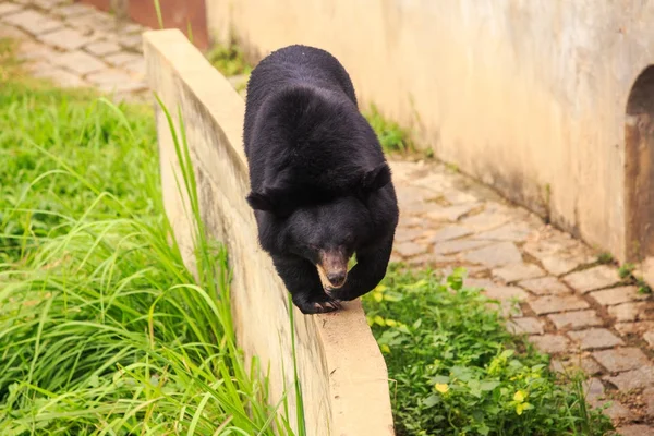 closeup büyük siyah ayı Hayvanat Bahçesi Vietnam demir parmaklıklı pencerelerde taş duvarla karşı bariyer boyunca yürür