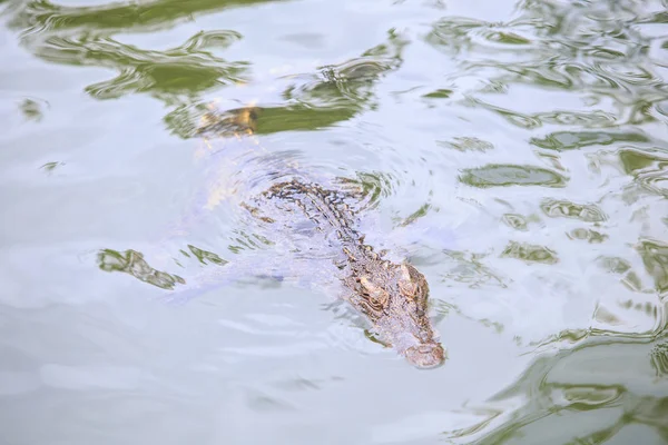 Vértes Nagy Krokodil Tenyészanyag Tourist Park Vietnamban Szinte Hullámzott Vízben — Stock Fotó