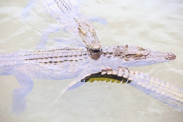 Крупный План Три Крокодилы Плавают Прозрачной Рябью Воды Пруда Племенной — стоковое фото