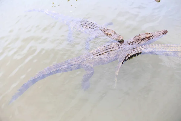 Три Крокодила Плавают Прозрачной Рябью Воды Пруду Племенной Ферме Туристическом — стоковое фото