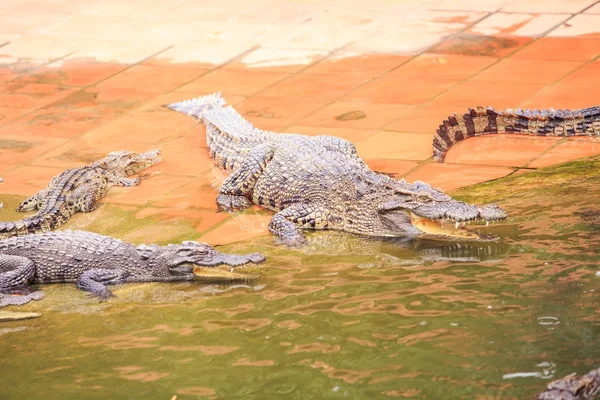Большие Крокодилы Лежат Каменной Платформе Прозрачной Рябь Пруда Воды Племенной — стоковое фото