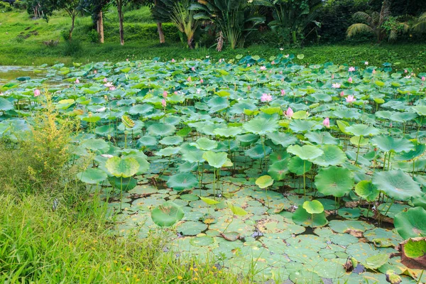 Panorama Von Rosa Lotusblumen Teich Und Grünen Blättern Zwischen Gras — Stockfoto