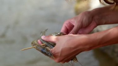 kadın serseri Kral stick karides