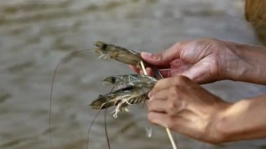 kadın serseri Kral stick karides