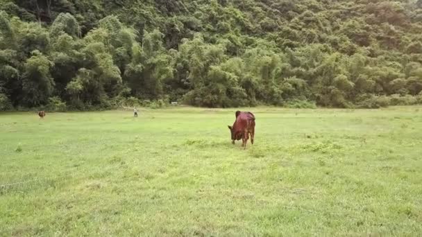 Toro mangia erba sul campo — Video Stock