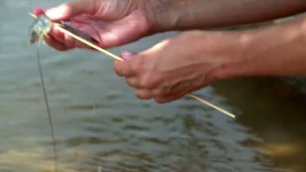 Woman prick king shrimps on stick — Stock Video