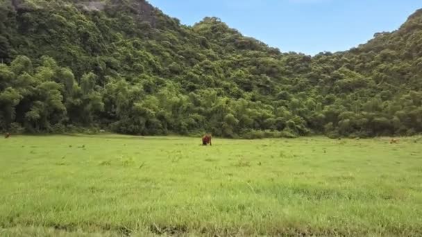 Touro comendo grama no campo ilimitado — Vídeo de Stock