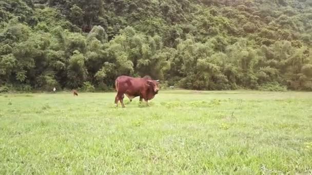 Bull står på gräsplan — Stockvideo