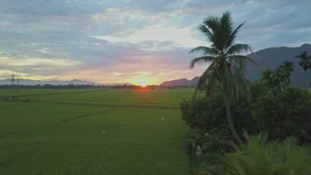 Rice fields near Vietnamese village at sunrise — Stock Video