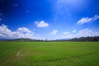 sınırsız yeşil pirinç alan beyaz cumulus bulutları ile mavi gökyüzü manzarası tepelerde ile