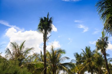 closeup yüksek palmiye ağacı palmiye üstleri cumulus bulutları ile mavi gökyüzü karşı arasında