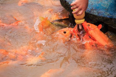 Çocuğun el balıklar şişeden beslenir.
