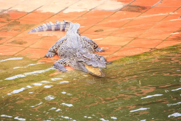 Vértes Nagy Krokodil Tátott Szájjal Fekszik Felülete Tóban Állattenyésztő Tourist — Stock Fotó