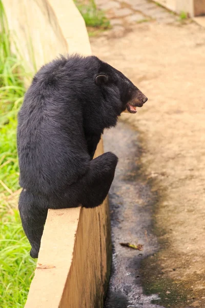 Close Vista Traseira Grande Urso Preto Sobe Sobre Barreira Zoológico — Fotografia de Stock