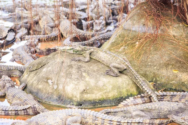 Isola Pietra Primo Piano Sciami Stagno Con Piccoli Coccodrilli Allevamento — Foto Stock