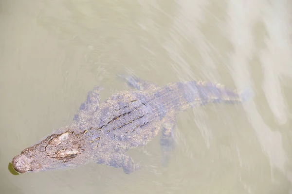 Closeup Large Crocodile Swims Rippled Pond Water Breeding Farm Tourist — Stock Photo, Image