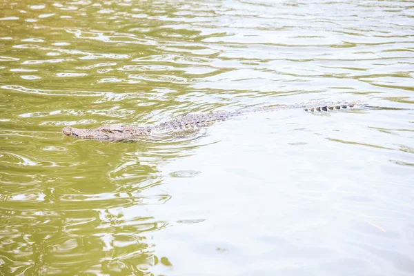 Крупный План Большой Крокодил Плавает Волнистой Водой Пруда Через Солнечную — стоковое фото