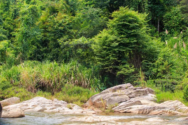 熱帯林の間で石の浅い山川の土手 — ストック写真