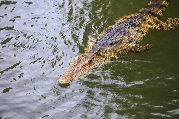 Крупный План Крупных Крокодилов Плавает Пруду Племенной Ферме Тропическом Туристическом — стоковое фото