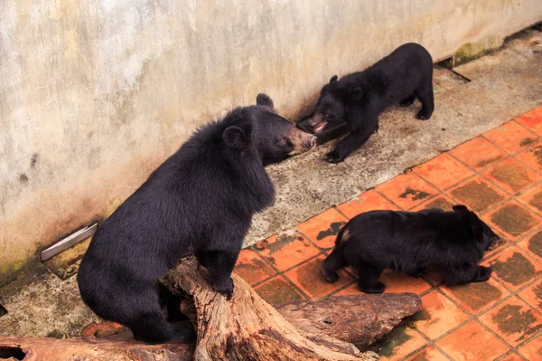 Closeup Μεγάλες Μαύρες Αρκούδες Και Cubs Παιχνίδι Κορμό Δέντρου Μεταξύ — Φωτογραφία Αρχείου