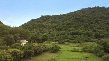 ağaçlar building yakınındaki çayır üzerinde boğa çevrili