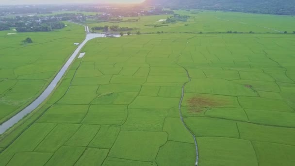 Campos de arroz perto do rio e aldeia vietnamita — Vídeo de Stock