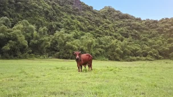 Toro de pie en el campo verde ilimitado — Vídeos de Stock