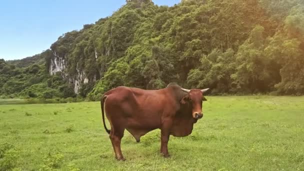 Toro con joroba se levanta en el campo de hierba — Vídeos de Stock