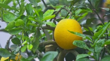 ağaç dalı üzerinde tek tatlı pomelo