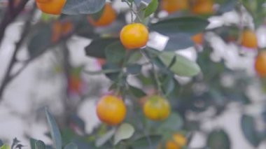 Turuncu olgun mandalina ağacı dalları üzerinde 
