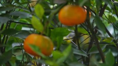 Turuncu olgun mandalina ağacı dalları üzerinde 