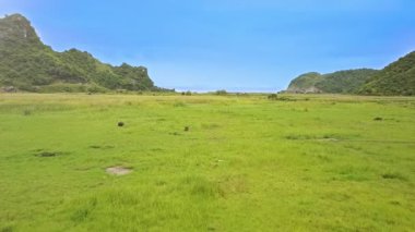 Texas'ın yeşil çayır üzerinde otlatma