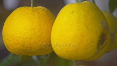 tatlı pomelos yetişen ağaç dalları üzerinde