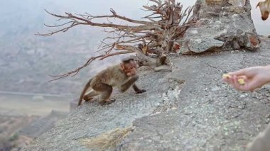 maymun gıda turizm elinden alır