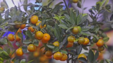 Turuncu olgun mandalina ağacı dalları üzerinde 