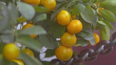 Turuncu olgun mandalina ağacı dalları üzerinde 