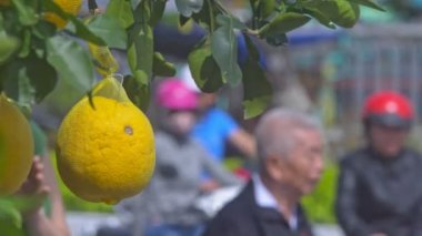 tatlı pomelos yetişen ağaç dalları üzerinde