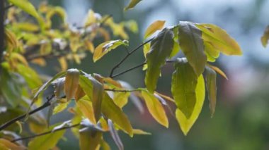 geleneksel tatil sembolü mandalina ağacı