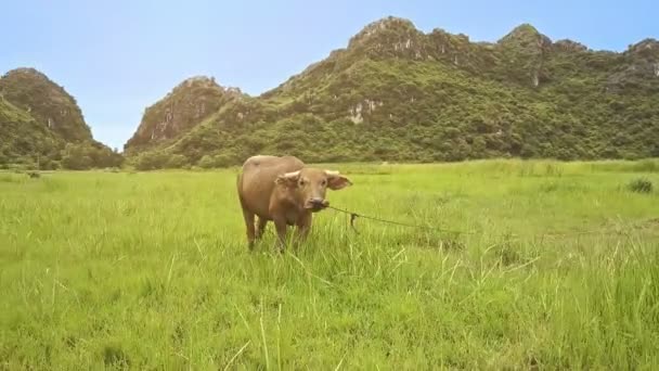 Yeşil çayır üzerinde otlatma buffalo — Stok video