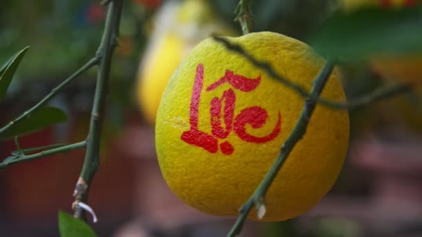 Pomelo fruto cuelga de la rama y decorado — Vídeo de stock