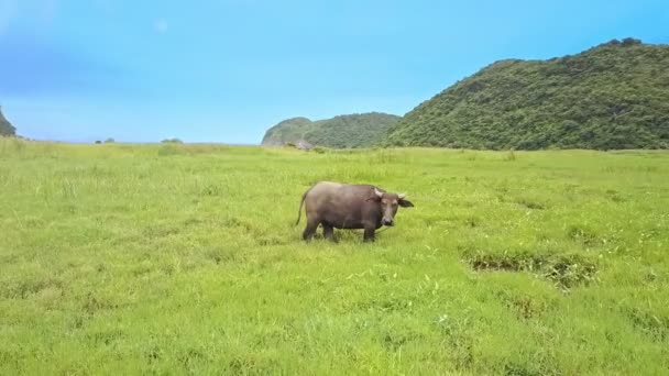 Buffalo betar på grön äng — Stockvideo