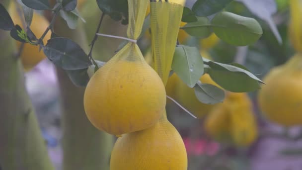 Pomelos dulces crece en las ramas de los árboles — Vídeo de stock