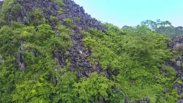 Cabra escalada en la montaña rocosa — Vídeos de Stock