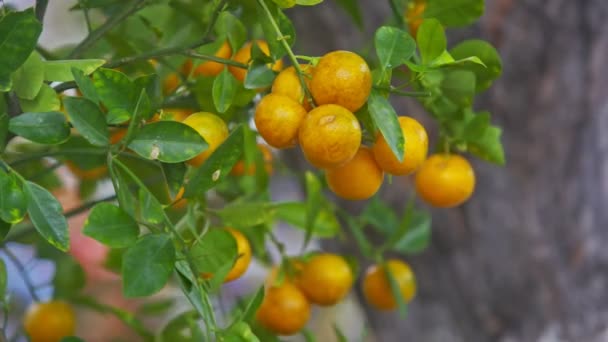 Oranžové zralé mandarinky na větve stromu — Stock video